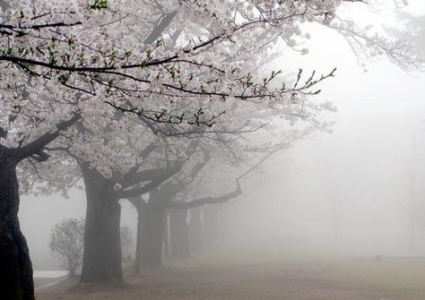 Fog and cherry blossoms. Japan:) Gloomy Coquette, Sakura Tree, Nothing But Flowers, Japan Aesthetic, Cherry Blossom Tree, Blossom Trees, The Fog, Pretty Places, Cherry Blossoms