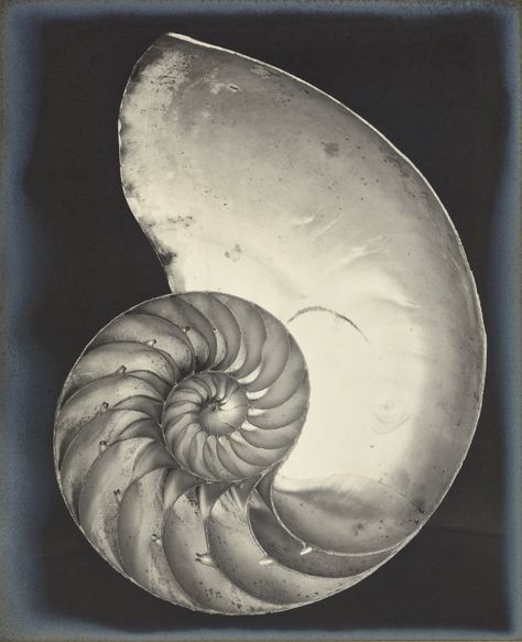 EDWARD WESTON (1886-1958) | Nautilus Shell, 1927 | 1920s, Photographs | Christie's Edward Weston Photography, Chambered Nautilus, Foto Macro, Edward Steichen, Edward Weston, Nautilus Shell, Famous Photographers, Natural Form, Ansel Adams