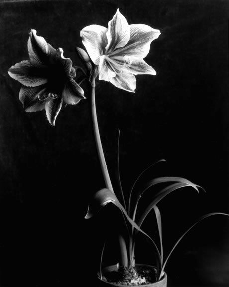 Imogen Cunningham's photos are taken from a difference perspective and are veiwed in a special way Botanical Prints Decor, Amaryllis Flower, Imogen Cunningham, Botanical Photography, Amaryllis Flowers, Diane Arbus, Robert Frank, Cindy Sherman, Alfred Stieglitz