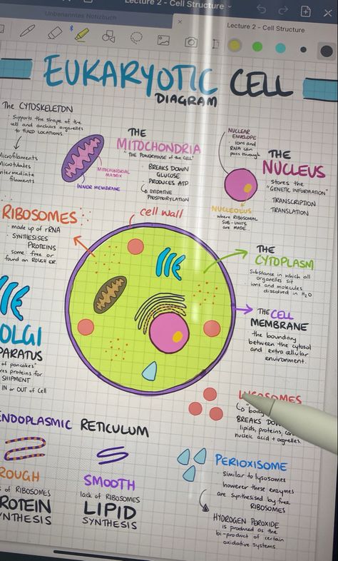 Science Notes Cells, Fundamental Unit Of Life Notes Class 9, Mitochondria Diagram, Good Notes 5, Cell Biology Notes, Bio Notes, Biology Diagrams, Cell Diagram, Cells Project