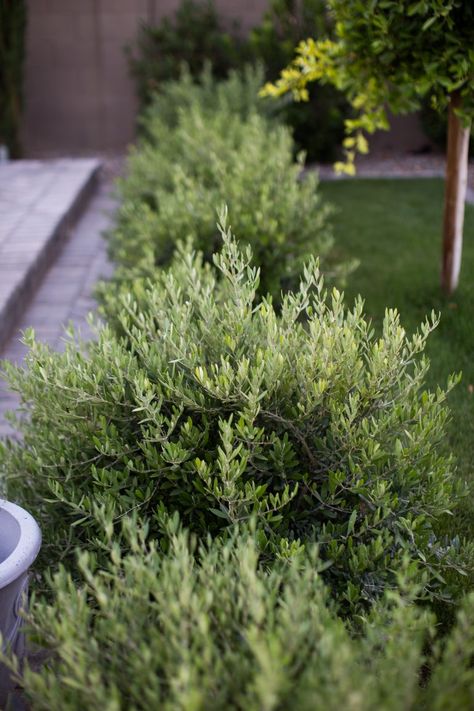 Favorite Shrubs and Bushes for a West Facing Backyard | Just Destiny West Facing Backyard, Garden Shrubs Evergreen, Diy Flower Bed, Front Yard Flower Bed, Flower Bed Decor, Boxwood Landscaping, Drought Tolerant Shrubs, Full Sun Shrubs, Flower Bed Edging