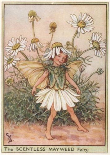 Whimsical Illustrations For the young at Heart | Scentless Mayweed Fairy by Cicely Mary Barker | Facebook Flower Fairies Books, Fairy Drawings, Fairy Pictures, Cicely Mary Barker, Fairy Artwork, Fairies Elves, Vintage Fairies, Fairy Book, Fairy Magic