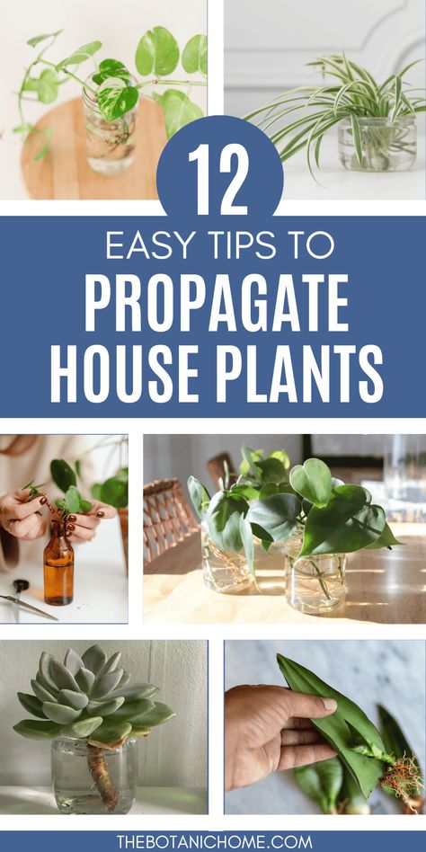 How To Propagate Plants Successfully Every Time - The Botanic Home Plants To Propagate In Water, Propagate In Water, Plants To Propagate, Plants Grown In Water, Water Propagation, Propagate Plants, Grafting Plants, Household Plants, Plant Care Houseplant