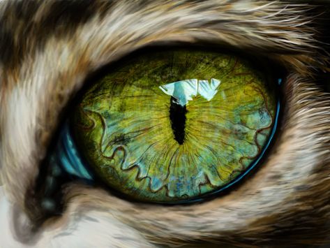 Regard Animal, Eye Close Up, Eyes Artwork, Cerámica Ideas, Eye Painting, Eye Photography, Cat Facts, Flower Art Painting, Eye Art