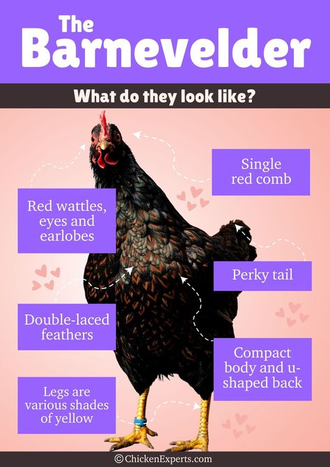 Barnevelder Chicken Breeds: Owners Truths Revealed 😍 - chickenexperts Duck Syndrome, Barnevelder Chicken, Physical Characteristics, Brown Eggs, Keeping Chickens, Backyard Chicken Coops, Egg Laying, Chicken Breeds, Pet Chickens