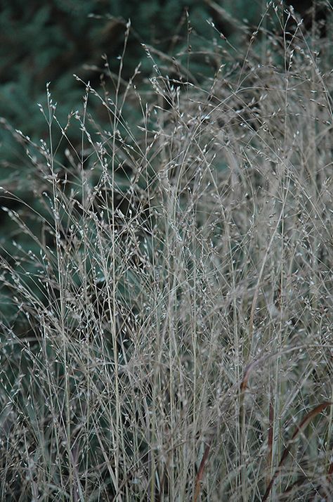 Shenandoah Reed Switch Grass (Panicum virgatum 'Shenandoah') at Stauffers Of Kissel Hill Eden Prairie Minnesota, Panicum Virgatum, Cape Breton Nova Scotia, Backyard Landscape Design, Alien Plants, Shade Gardens, Planting Design, Future Garden, Full Size Photo