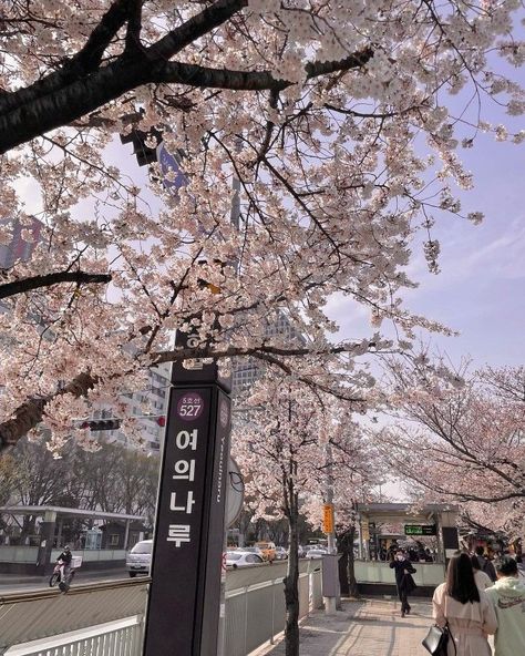 Pink Aesthetic Icon, Korea Summer, Cute Pink Aesthetic, Sakura Wallpaper, Japan Core, Japan Cherry Blossom, Korea Aesthetic, Japan Sakura, Cherry Blossom Trees