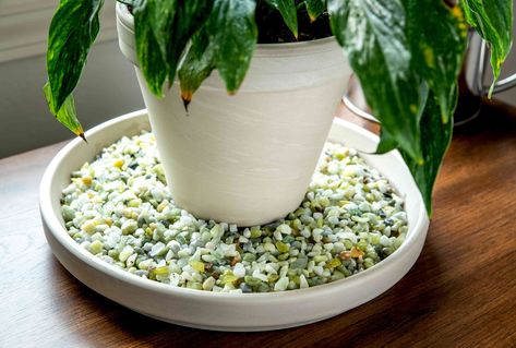 How to Make a Pebble Tray for Plants Plant Pebble Tray, Dips Sweet, Pot Diy, Food Dips, Plant Saucer, Plant Pot Diy, Plant Benefits, Plant Tray, Philodendron Monstera