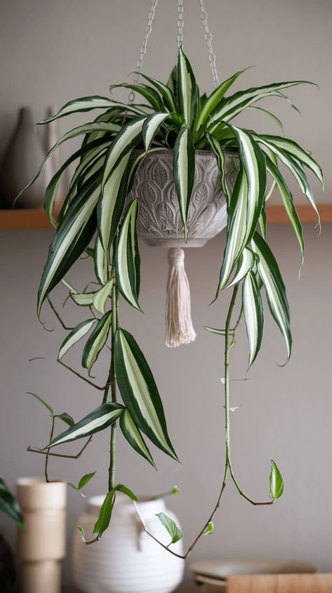 Spider plants add charm with their green and white leaves and adorable baby spiderettes! Ideal for pet-friendly homes. #spiderplant #greenthumb Plants Pet Friendly, Spider Plant, Best Plants, White Leaves, Container Gardens, Spider Plants, Indoor Gardening, White Leaf, Cool Plants