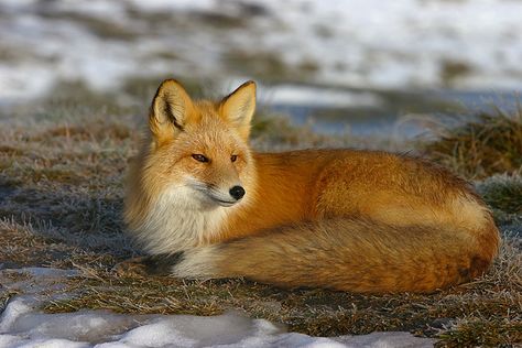 Female Fox Female Fox, Fantastic Fox, Cute Foxes, Red Foxes, Vulpes Vulpes, Fox Spirit, What Does The Fox Say, Downstairs Toilet, Pet Fox