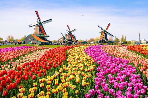 Best Attractions in the Netherlands:  The Netherlands is known as the land of canals, windmills and tulips, which visitors to Holland will undoubtedly find among many tourist attractions in the area. But along with these gorgeous gardens and breathtaking villages, travelers should also consider stopping at these attractions:  · Jordaan and Amsterdam’s Canals · The Rijksmuseum, Amsterdam · Keukenhof · Van Gogh Museum, Amsterdam · Anne Frank Museum, Amsterdam · Hoge Veluwe National Park · The Wind Amsterdam Tulips, Day Trips From Amsterdam, Sumber Daya Alam, Dutch Tulip, Zhangjiajie, Tulip Garden, Dutch Windmills, Colorful Places, Van Gogh Museum