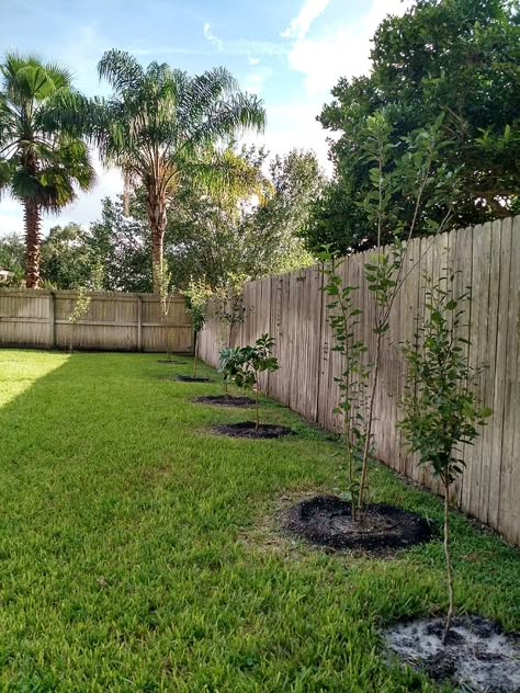 Backyard "orchard" against fence line Orchard Backyard, Orchard Ideas, Trees Backyard, Fruit Trees Backyard, Backyard Orchard, Orchard Design, Garden Landscape Ideas, Orchard Garden, Pergola Pictures