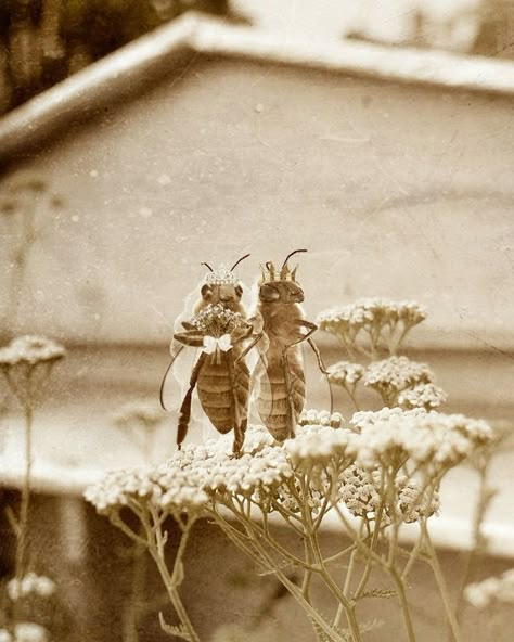 Bee Room, Animal Print Background, Let It Bee, Bees And Honey, Buzz Bee, Bee Stuff, I Love Bees, Bee Photo, The Bees Knees