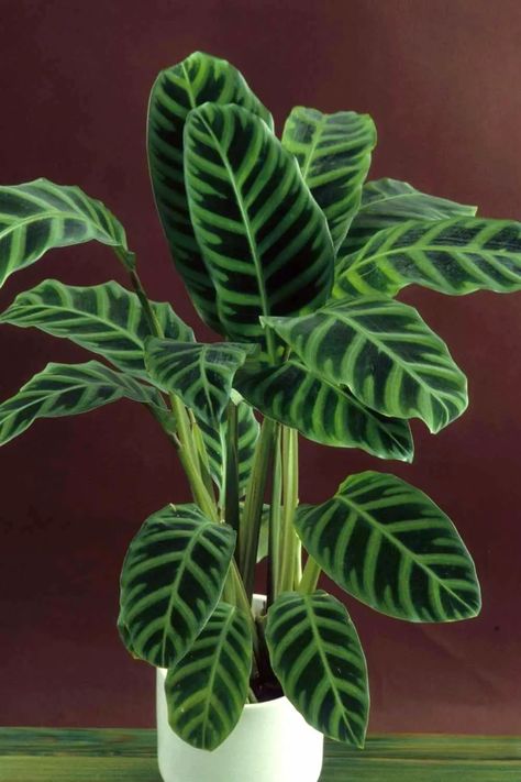 Dieffenbachia Houseplant, Scandinavian Modern Farmhouse, Dream Appartement, Lucky Bamboo Plants, Zebra Plant, Calathea Plant, Garden Paradise, Plant House, Beautiful Leaves