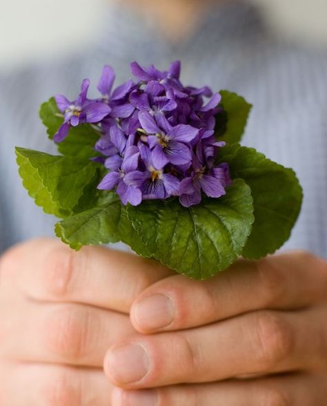 Ever smell a sweet violet on a crisp spring morning? Nothing can compare . . . perhaps because little else is blooming, or perhaps because the scent is sugary, never cloying, earthy yet light. Sense associations unfold as I breathe in their familiar smell. Nest, read why I associate mother's love with sweet violets. Wild Violets, Sweet Violets, Wedding Flower Inspiration, Flower Inspiration, Violet Flower, All Things Purple, African Violets, Arte Floral, Purple Flower