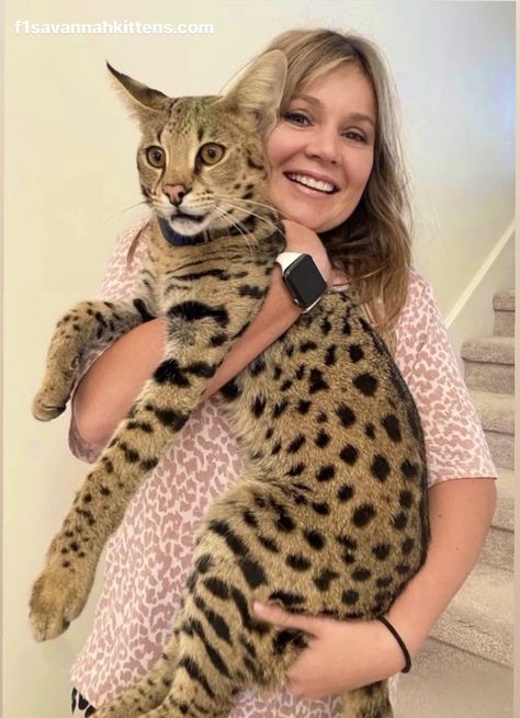 Expert Savannah Cat Breeders | F1 Savannah Kittens African Savannah Cat, Savannah Cat Aesthetic, Savannah Cat Full Grown, Savana Cats, Savanna Cat, African Serval Cat, Vincent Nightray, Savannah Cat For Sale, F1 Savannah Cat