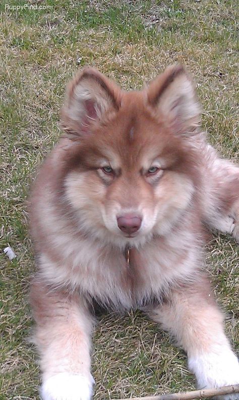 Native American Indian Dog HYPO-ALLERGENIC can u believe it...so pretty, I would love to have one of these beautiful animals! Wolf Like Dogs, Wolf Breeds, Wolf Dog Breeds, Native American Indian Dog, Majestic Dog, American Indian Dog, Wolf Dog Puppy, Indian Dog, Wolf Pups