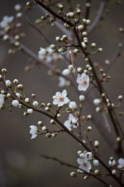 Cherry Blossom White, Flower List, Cherry Blossom Pictures, Golden Afternoon, Screen Wall, Floral Styling, List Of Flowers, Green Cherries, Pear Blossom