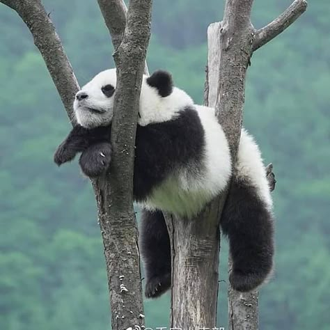 Panda Jewelry, Panda Images, Baby Panda Bears, Panda Cute, Panda Bears, Love For Animals, Bear Pictures, Panda Love, Cute Animals Images