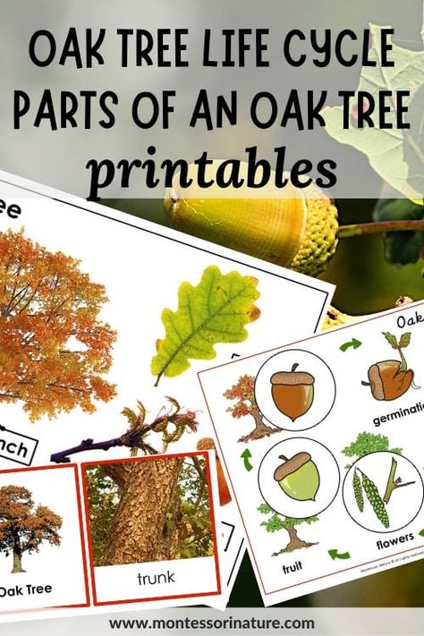 Discover the Fascinating World of Oaks - Printable Activities, Life Cycle and Anatomy Guide for Kids - Montessori Nature Printables Tree Life Cycle, Life Cycle Craft, Sequencing Cards, Tree Study, Cycle Parts, Nature Activities, Preschool Kindergarten, Homeschool Science, Tree Crafts