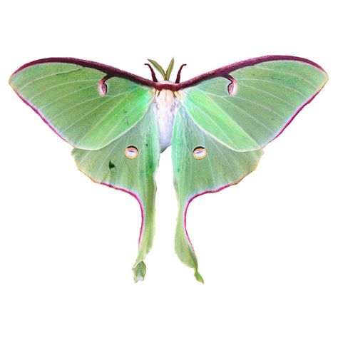 Moth Png, Pretty Bugs, Cool Bugs, Luna Moth, Art References, Moth, Bugs, Art Inspo, Insects