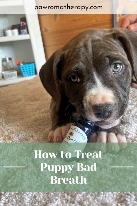 Puppy bad breath can be caused by inflammation of the gums during teething. Up to 6 months of age, puppy teeth fall out and the adult teeth push through and come in. During this time, your puppy will chew incessantly trying to ease the pain and help the teeth fall out. This constant chewing can inflame the gums some and bacteria sets in causing bad breath. Bad Dog Breath, Puppy Breath, Adopting A Dog, Dog And Puppies, Dog Breath, Barking Dog, Nail Trimming, Dog Potty Training, Dog Potty