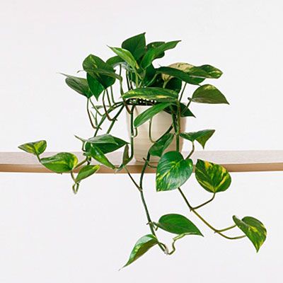 Hard-to-kill houseplant: devil’s ivy (Epipremnum) Ivy Houseplant, Indoor Vines, Common House Plants, Greenhouses For Sale, Small House Plants, Plant House, Wooden Greenhouses, Plant Lights, Ivy Plants