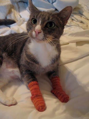 Sock Cats, Kitten Mittens, Lol Cats, Cats Rule, Cat Socks, Adorable Kittens, Cute Kitties, Cool Pets, All About Cats