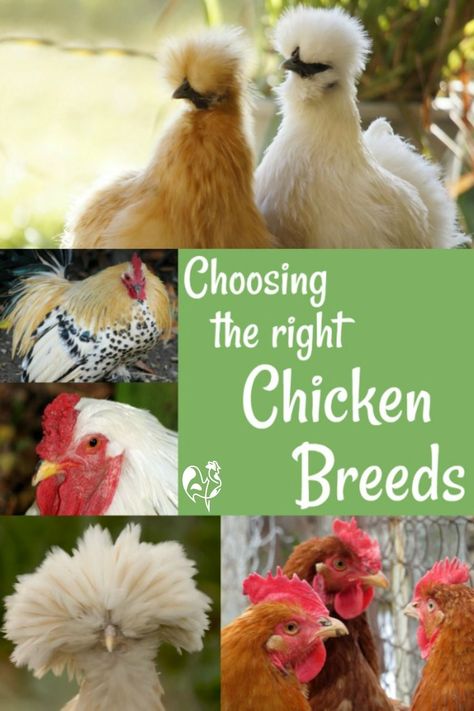 Choosing the right chicken breed for your family is as important as choosing the right family dog. Here's a choice of the most popular breeds - with pictures. #backyardchickens101 #backyardchickens #homesteading #chickenbreedswithpictures Different Breeds Of Chickens, Happy Chickens, Chickens Backyard Breeds, Chicken Coop Plans Free, Chickens 101, Chickens For Beginners, Herb Growing, Raising Chicken, Easy Chicken Coop