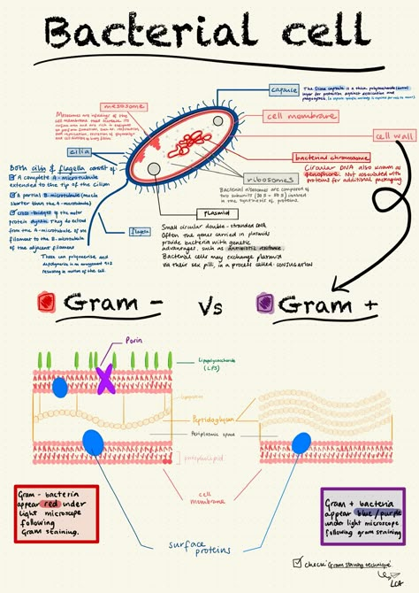 Micro Organisms Notes, Cell Function And Structure, Micro Biology Notes, Microbiology Worksheets, Microbiology Study Tips, Bacteriology Notes, Cell Structure Notes, Prokaryotic Cell Drawing, Cell Structure And Function Notes