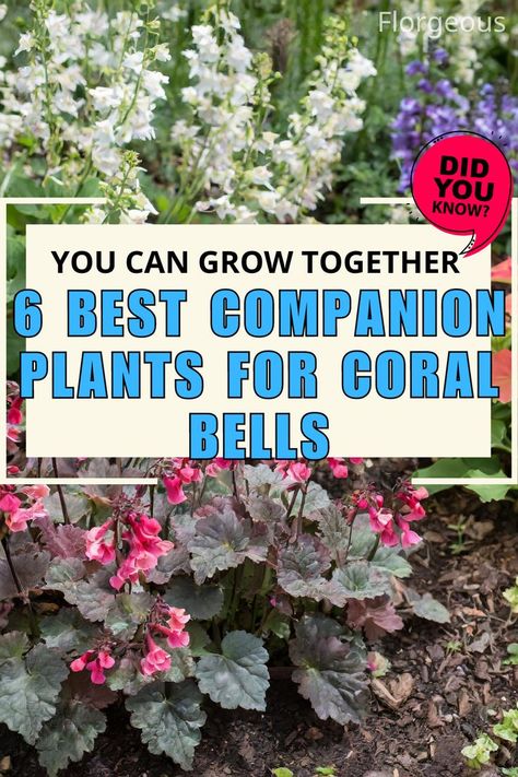 Coral Bells Companion Plants Penstemon Companion Plants, Corabells Perennials, Coral Bells Landscaping Ideas, Astilbe Companion Plants, Corabells Perennials Care, Coral Bells Companion Plants, Cora Bells Plants, Hosta Companion Plants, Corabells Landscaping