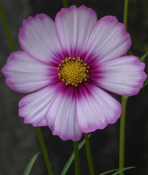 Blue Cosmos Flowers, Flower Photography Art, Flower Reference, Plant Fungus, Beautiful Flowers Photography, Cosmos Flowers, Floral Photography, Botanical Flowers, Exotic Flowers