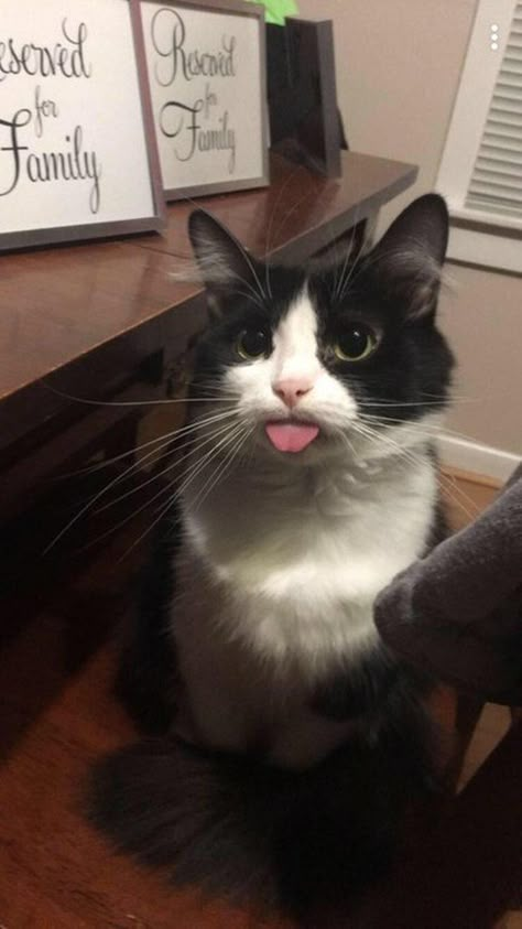 Just 18 Cats Doing Excellent Bleps | Cuteness Cat Remedies, Internet Slang, Cat Health Problems, Funniest Cat, Cat Tips, Black And White Cat, Cutest Cat, Mom Cat, Cat Behavior