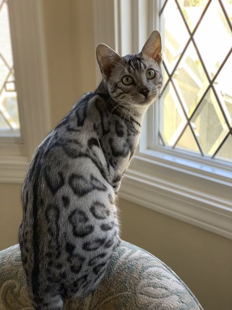 Grey Bengal Cat, Silver Bengal Cat, Silver Bengal, Cat Grey, Bengal Cats, Bengal Cat, Cat Aesthetic, Warrior Cats, Kitty Cats