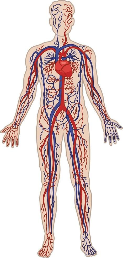 Human Circulatory System. The cardiovascular system. Illustration of Heart, Arteries, and Veins. Anatomy and Medicine