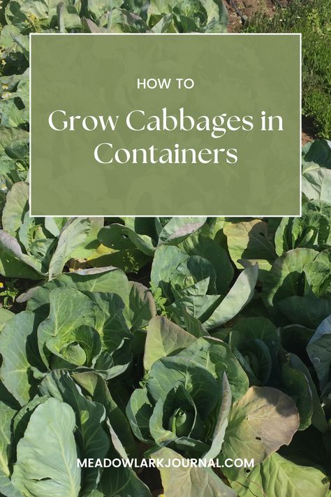 how to grow cabbages in containers easily How To Grow Cabbage In A Pot, Growing Cabbage In Containers, Cabbage In Containers, Grow Cabbage, Growing Cabbage, Planting Lettuce, Cabbage Varieties, Cabbage Plant, Cabbage Seeds