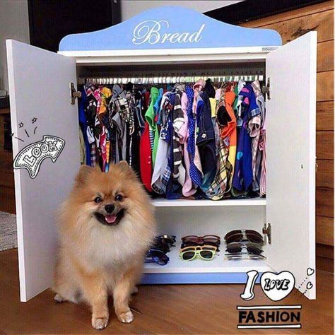 Dog Closet Ideas, Dog Closet, Dog Bedroom, Cute Dog Beds, Puppy Room, Dog Organization, Dog Yard, Puppy Accessories, Puppy Beds