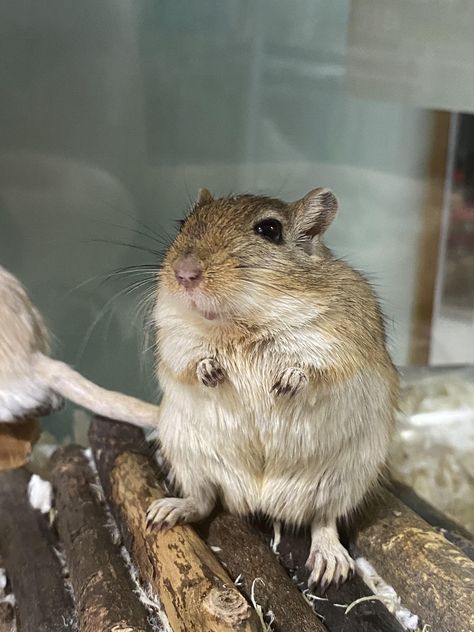 Gerbil Aesthetic, Gerbil Cages, Charlie Gillespie, A Rat, Felt Mouse, Mouse Rat, Animal Reference, Gerbil, Super Cute Animals