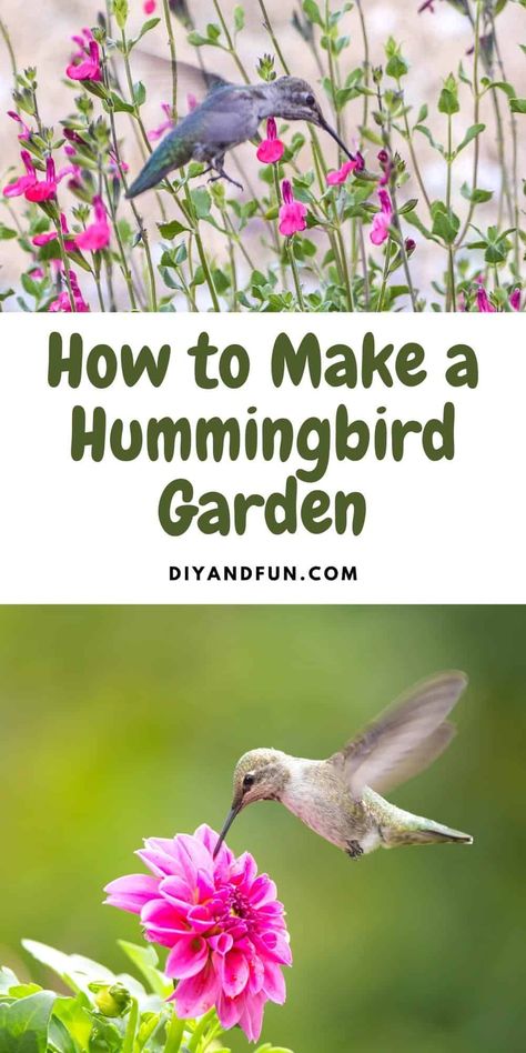 Hummingbird Plants Perennials, Hummingbird Garden Plan, Hummingbird Garden Flowers, Plants To Attract Hummingbirds, Backyard Birds Watching, Backyard Birds Sanctuary, Butterfly Garden Plants, Hummingbird Plants, Hummingbird Flowers