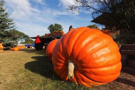 A giant pumpkin. The world record for the heaviest pumpkin was bested in 2013 when Tim Mathison brought his 2,032 pound (921.7 kg) gargantuan gourd to a weigh-off in Napa, California. Beautiful Vegetables, School Fall Festival, Pumpkins Carving, Banana Seeds, Easy Vegetables, Ideas Para Halloween, Pumpkin Cottage, 3 Pumpkins, Will O The Wisp