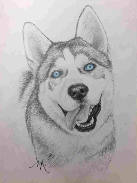 black-pencil-drawing-of-a-husky-with-blue-eyes-cool-easy-drawings-white-background Haski Dog Drawing, Siberian Husky Drawing, Husky Sketch, Dog Draw, Husky Drawing, Animal Drawings Sketches, Dog Sketch, 강아지 그림, What To Draw