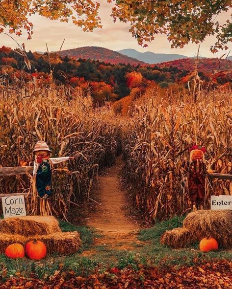 🍁🎃ʜᴀʟʟᴏᴡᴇᴇɴ ɪs ᴇᴠᴇʀʏᴅᴀʏ ʜᴇʀᴇ 🍂 on Instagram: “Corn mazes or hayrides?! 🌾🎃 I love both equally! Especially the haunted ones! 👻 #october #autumn #countdowntohalloween #pumpkins #2021…” Autumn Dates, Haunted Corn Maze, Fall Things, Autumn Magic, James Patrick, Hay Bales, Corn Maze, Have Inspiration, Autumn Scenes