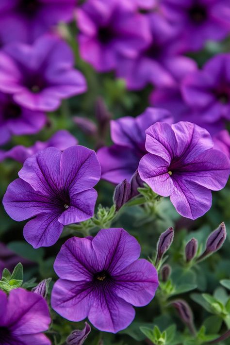 Petunias are a colorful and charming choice for any garden! 🌸🌿 With their cascading blooms and wide range of colors, these flowers add a delightful touch to garden beds, containers, and hanging baskets. Easy to grow and care for, petunias provide continuous blooms throughout the season. Brighten up your garden with the vibrant beauty of petunias today! 😍🌸 #Petunias #GardenBeauty #VibrantFlowers #ContinuousBlooms Petunia Aesthetic, Petunia Flowers, Garden Mood Board, Wave Petunias, Petunia Plant, Purple Petunias, Petunia Flower, Plant Vegetables, 10 Mayo