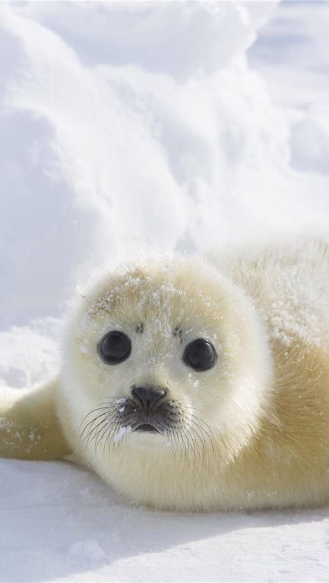 Harp Seal, Cute Seals, Animal Aesthetic, Baby Seal, Little Animals, Animal Wallpaper, Cute Little Animals, Wild Animals, Adorable Animals