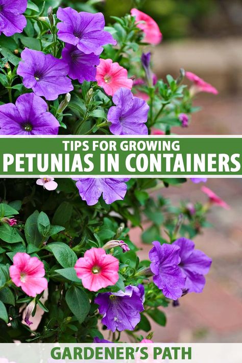 Easy-care petunias add bright colors, fragrance, and fantastic forms to pots of any shape or size. Use mounding ones for large planters and trailing ones to spill from hanging baskets and window boxes. Find the details in our how-to guide to petunia container care, now on Gardener's Path. #petunias #gardenerspath Petunia Hanging Basket Diy, Wave Petunias Planter, Petunias In Pots Planters, Petunia Planters, Petunias In Pots, Growing Petunias, Petunia Planter, Petunia Garden, Window Shelves For Plants