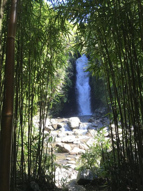 Waterfall in a bamboo forest Maui [OC] (3024x4032) Bamboo Forest Maui, Bamboo Waterfall, Waterfall Drawing, Paddington Station, Water Feature Wall, Tropical Fish Aquarium, Forest Waterfall, Mountain Waterfall, Fish Tank Ideas