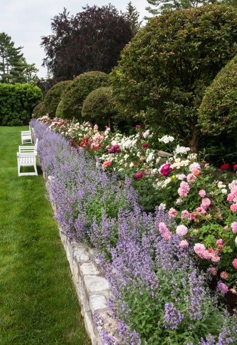 Funny Vine, Rose Garden Design, Rose Gardens, Lavender Garden, Flower Garden Design, Have Inspiration, Beautiful Flowers Garden, Garden Borders, Olive Garden