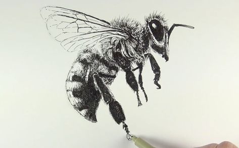 Bee Ink Drawing, Draw A Bee, Wasp Tattoo, Drawing With Ink, Bee Sketch, Honey Bee Tattoo, Dragon Tattoo Ideas, Fly Drawing, Surreal Tattoo