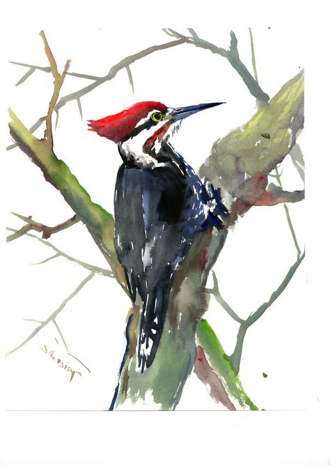 Watercolor Samples, Woodpecker Painting, Woodpecker Watercolor, Polymer Animals, Woodpecker Art, Pileated Woodpecker, Painting Birds, Watercolor Birds, Colored Pencil Artwork