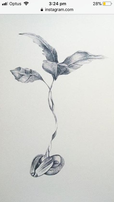 Flower Sprouting Drawing, Bean Sprout Tattoo Simple, Seed Tattoo Sprouting, Awen Tattoo, Seedling Tattoo, Seeds Tattoo, Seed Sketch, Avocado Flower, Bean Tattoo